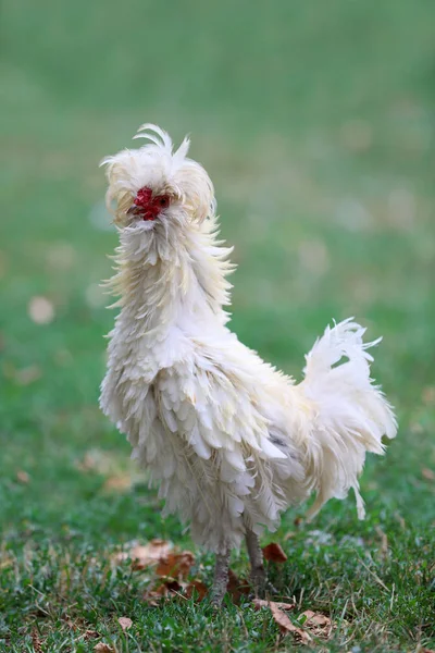 Ornamental hen in the countryside