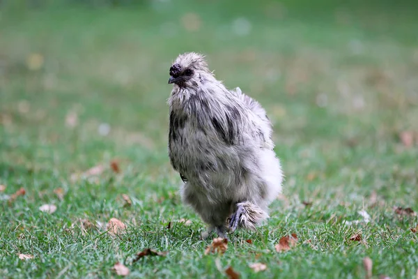 Gallina Ornamental Campo — Foto de Stock