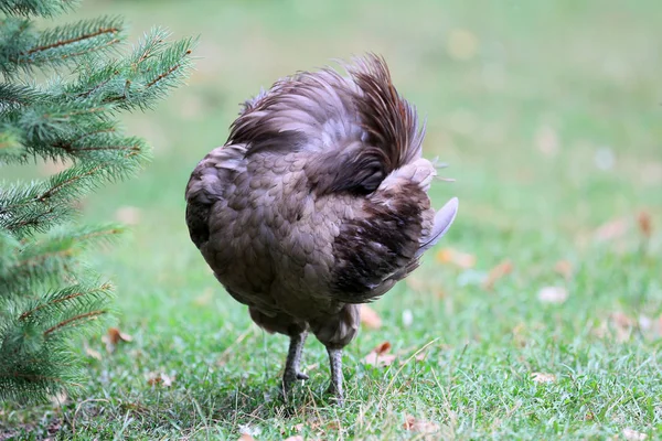 Gallina Ornamental Campo — Foto de Stock