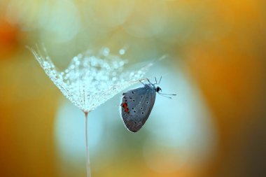 A small beautiful butterfly will collect pearls . clipart