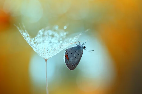 一只小美丽的蝴蝶将收集珍珠 — 图库照片