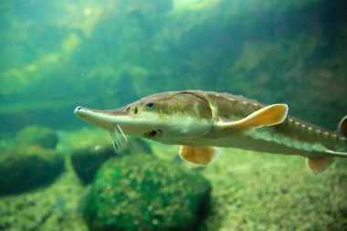 Jesiotr her fener için çekici bir balıktır. 
