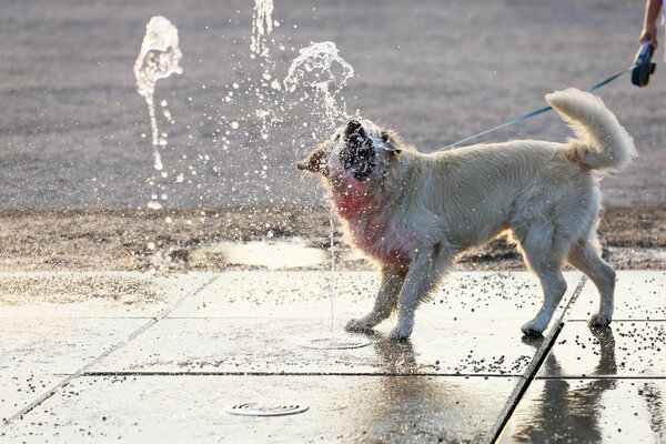 The charming dog eats the water from the fountain.