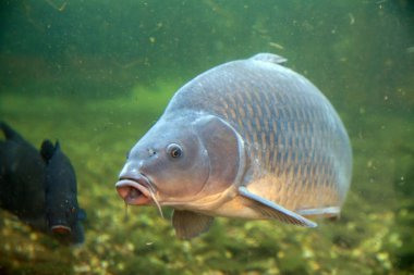 Large, beautiful carp float in the pond . clipart
