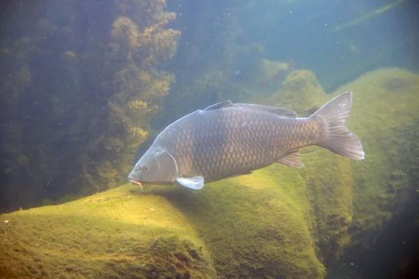 Nagy Gyönyörű Carp Float Tóban — Stock Fotó