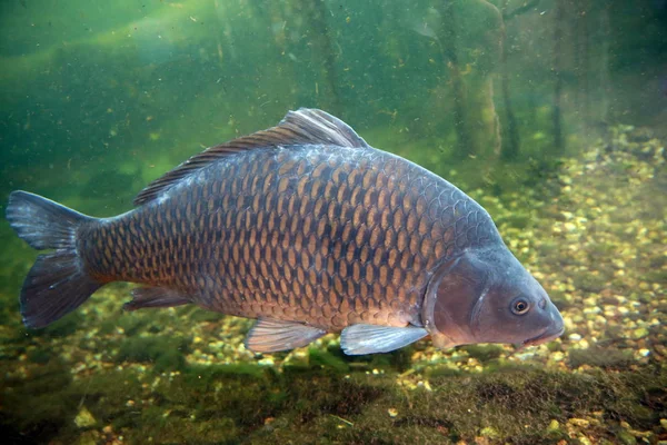 Nagy Gyönyörű Carp Float Tóban — Stock Fotó