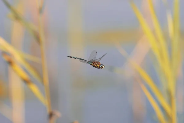 Dragonfly Opgehangen Lucht Als Een Helikopter — Stockfoto