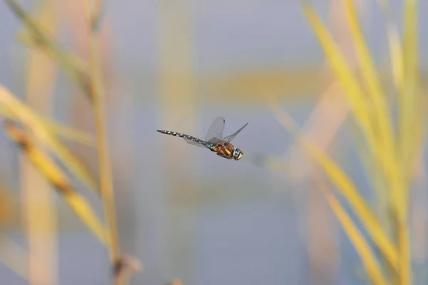 Zawieszone Powietrzu Jak Helikopter Dragonfly — Zdjęcie stockowe