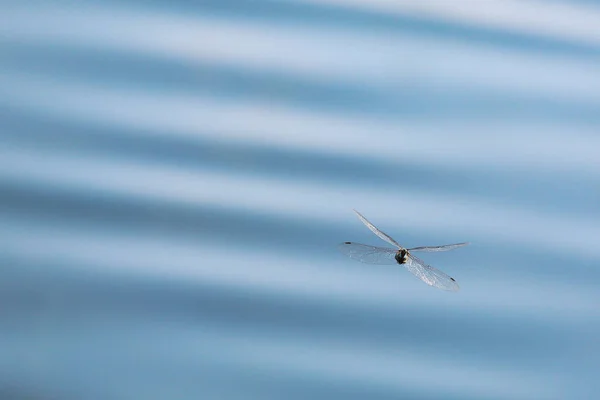 蜻蜓像直升机一样悬浮在空中 — 图库照片