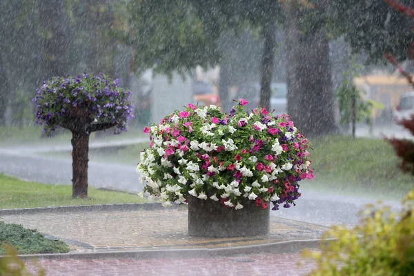 Fleurs Pendant Les Fortes Pluies Dans Ville — Photo