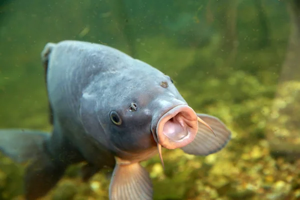 Carpa Grande Hermosa Flotar Estanque — Foto de Stock