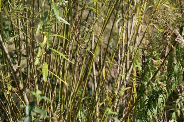 Herbst Hintergrund Von Büschen Über Wasser Und Bäumen — Stockfoto