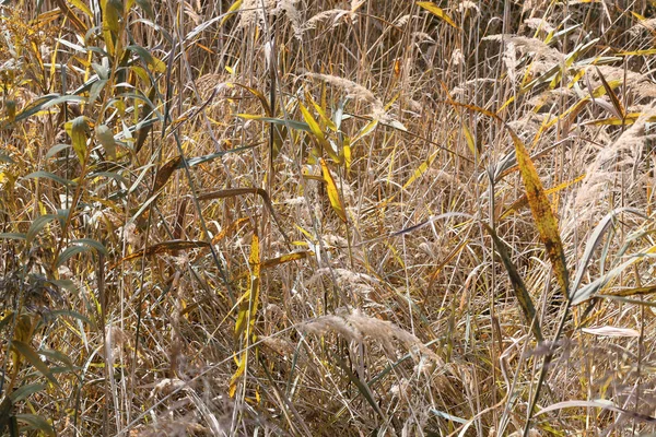 Herbst Hintergrund Von Büschen Über Wasser Und Bäumen — Stockfoto