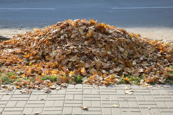 Yellow Leaves Tree Symbol Autumn — Stock Photo, Image
