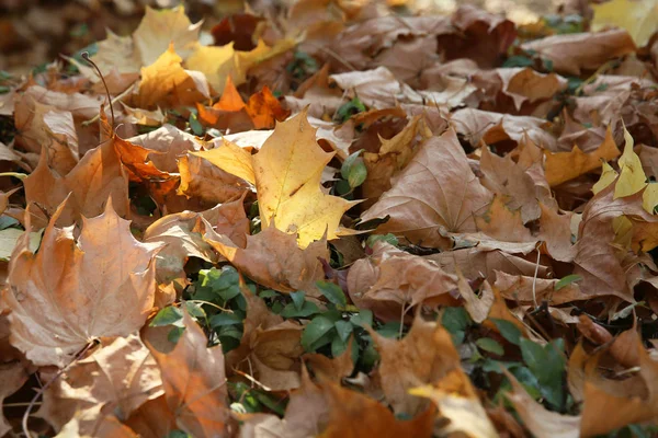 Yellow Leaves Tree Symbol Autumn — Stock Photo, Image