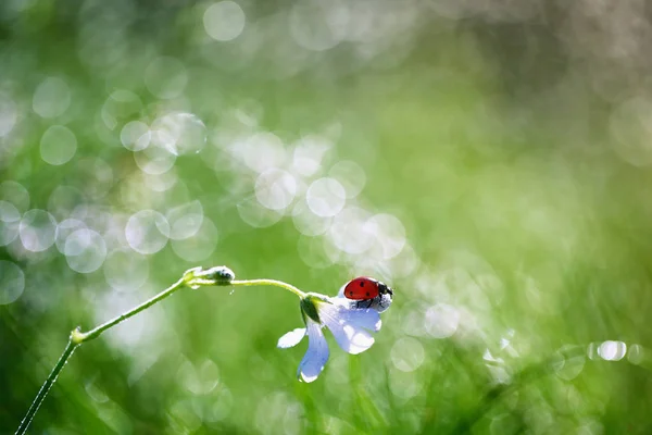 Ein Kleiner Roter Marienkäfer Läuft Die Pflanze Herum Und Sucht — Stockfoto