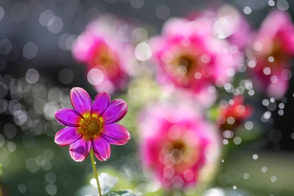 Dahlia Uma Flor Bonita Colorida Amada Por Jardineiros — Fotografia de Stock