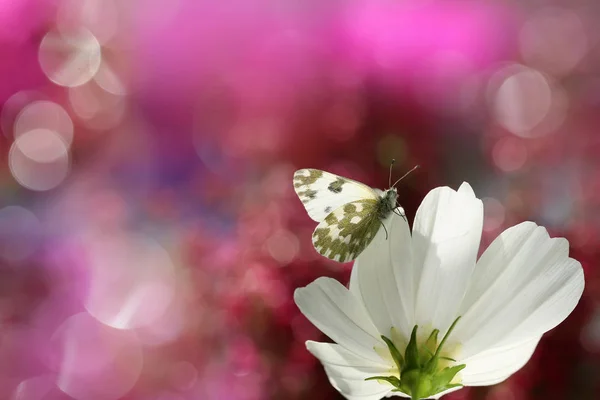 Garden Butterfly Resting Beautiful Scenery Autumn Colors — Stock Photo, Image