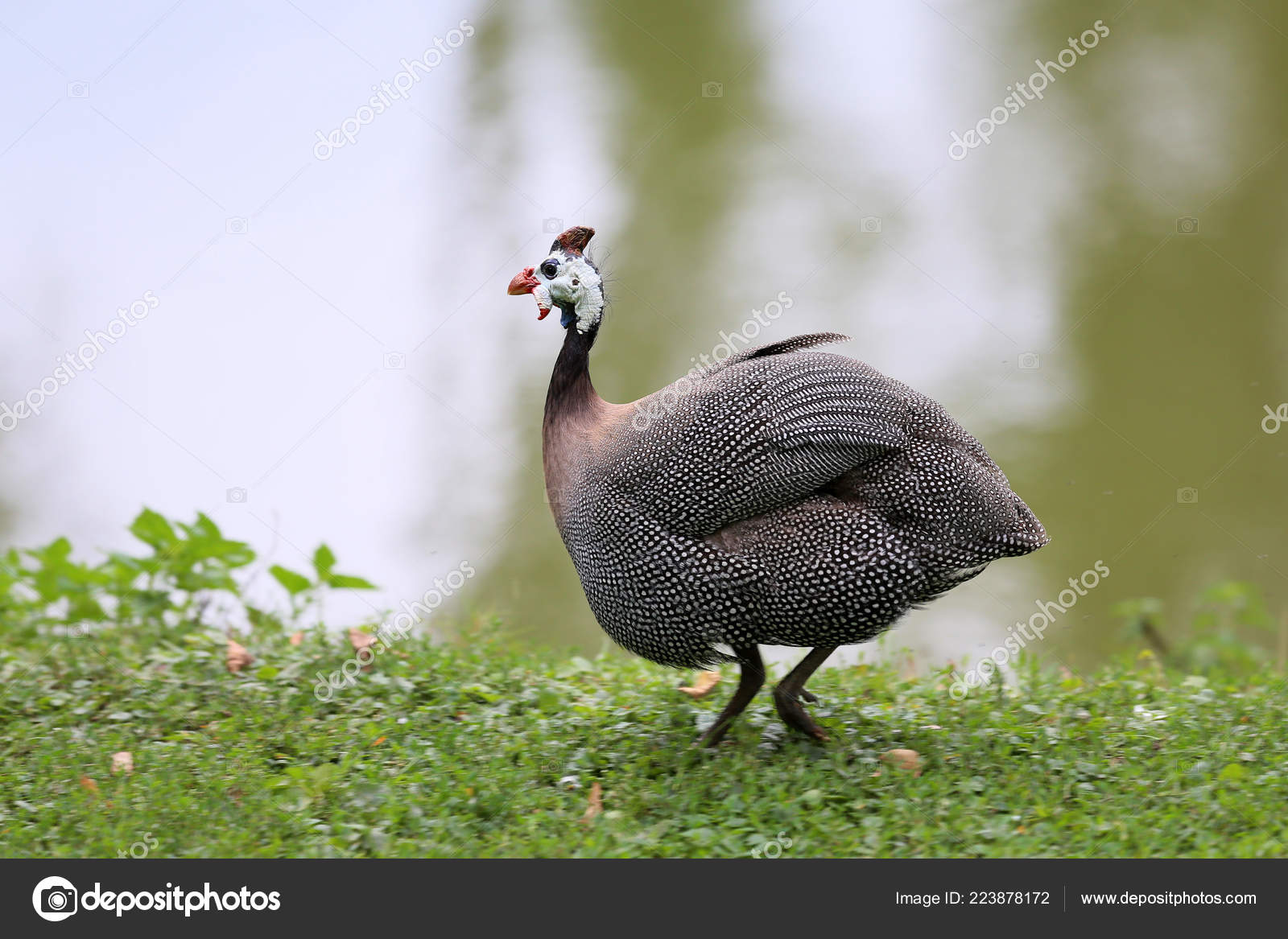2 424 Guinea Fowl Stock Photos Free Royalty Free Guinea Fowl Images Depositphotos