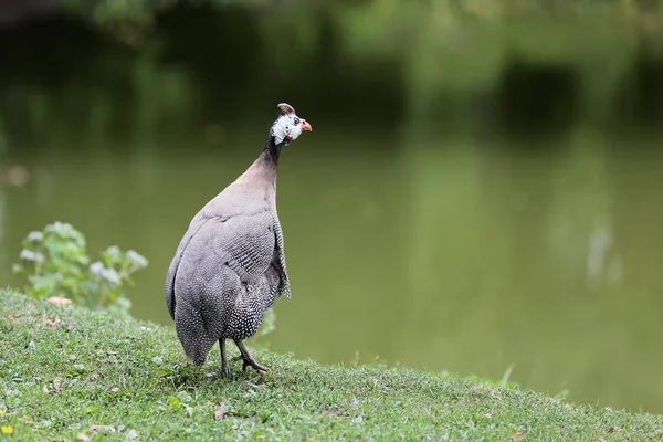 Feldsperling Ein Seltener Brutvogel Europa — Stockfoto