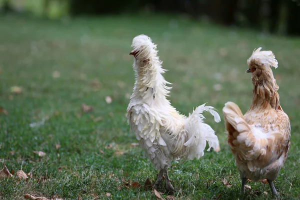 Ornamental Hen Attraction Farm — Stock Photo, Image