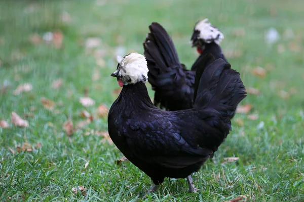 Zierhuhn Ist Eine Attraktion Auf Dem Hof — Stockfoto