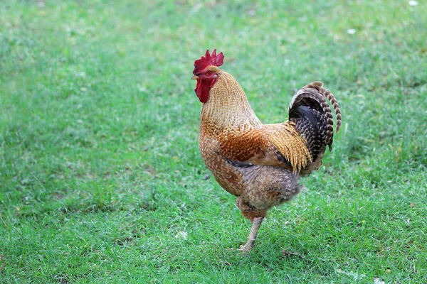 Gallo Pollo Doméstico Masculino —  Fotos de Stock