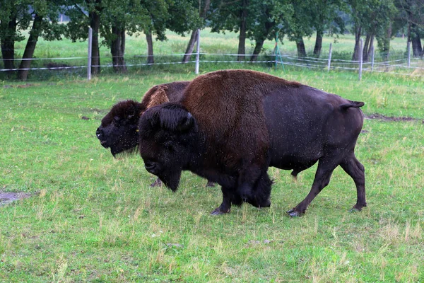 Troupeau Bisons Dans Une Ferme Paissent Dans Une Prairie — Photo