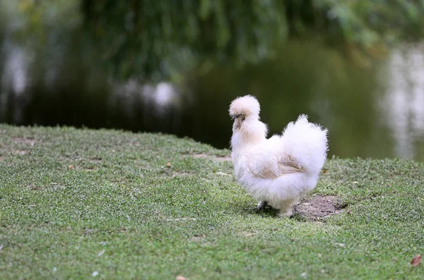 Okrasné Slepice Lákadlem Farmě — Stock fotografie