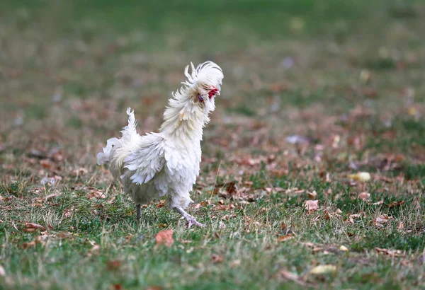 Gallina Ornamental Campo —  Fotos de Stock