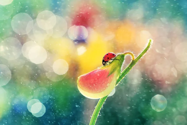 Small Red Ladybug Rests Pea Fragrant — Stock Photo, Image