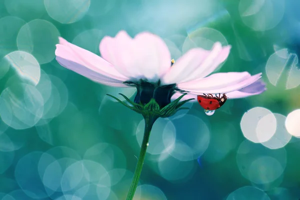 Small Red Ladybug Rests Pea Fragrant — Stock Photo, Image