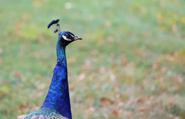 Tavus Kuşu Güzel Tüyleri Olduğundan Güzel Bir Kuştur — Stok fotoğraf