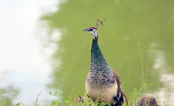 Pfau Ist Ein Schöner Vogel Weil Ein Schönes Gefieder Hat — Stockfoto