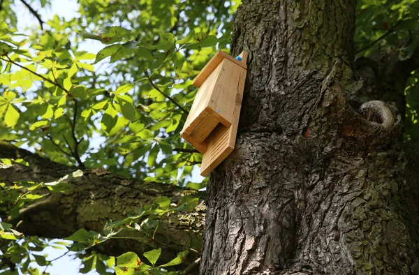 Ház Madarak Denevérek Parkban — Stock Fotó