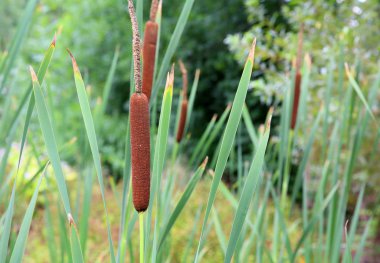 Genellikle küçük bir gölet üzerinde büyüyen su sopa.