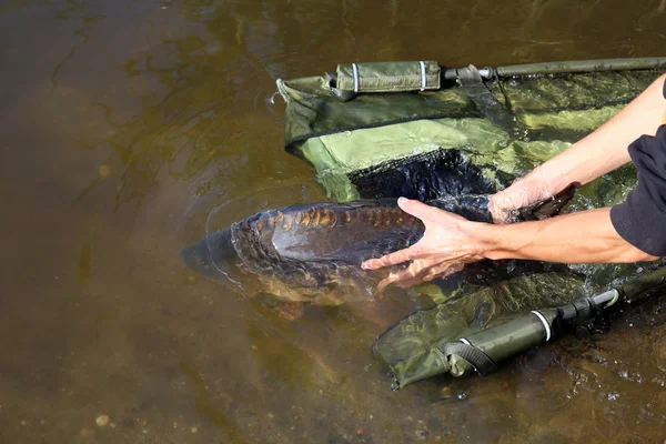 Gran Carpa Atrapada Libera Agua — Foto de Stock