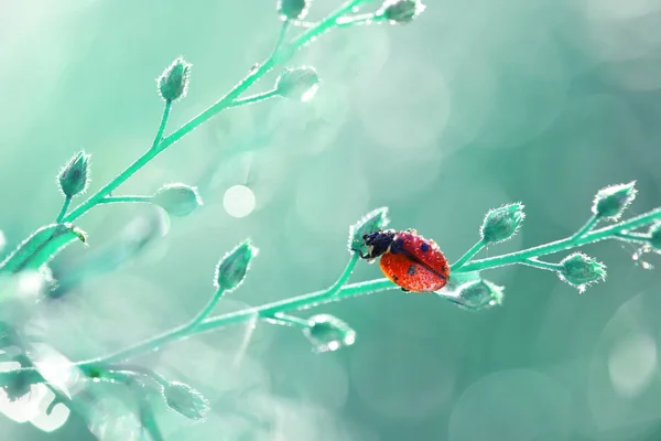 Ένα Μικρό Κόκκινο Πασχαλίτσα Είναι Περπάτημα Γύρω Από Φυτό Μέσα — Φωτογραφία Αρχείου