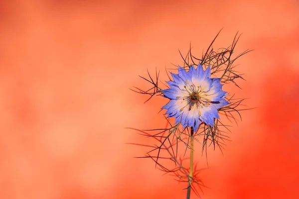 Černucha Damašská Vzácná Květina Pěstovány Domácí Zahradě — Stock fotografie