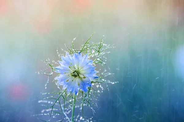 Nigella Damascena Ist Eine Seltene Blume Die Heimischen Garten Wächst — Stockfoto