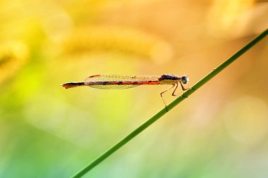 Yusufçuk bir avcıdır ve avcılık önce aittir