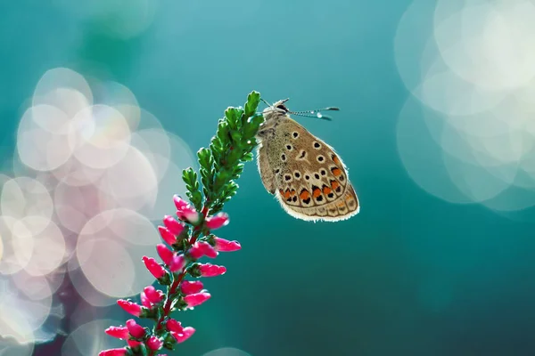 Ein Schöner Schmetterling Ruht Der Morgensonne — Stockfoto