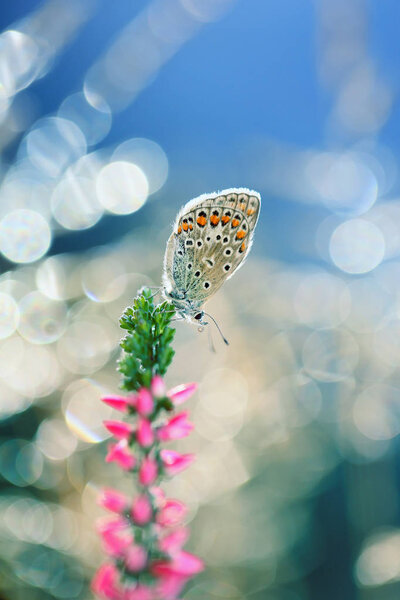 A beautiful butterfly rests in the morning sunshine.