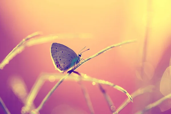 オレンジ色の背景 座っていると 安静時に美しい蝶 — ストック写真
