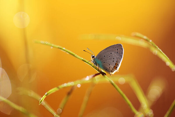 A beautiful butterfly on an orange background, sitting and resting.