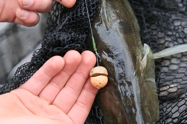 Los Peces Capturados Por Pescador Las Competiciones Pesca —  Fotos de Stock