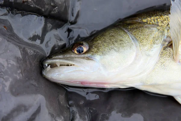 Los Peces Capturados Por Pescador Las Competiciones Pesca —  Fotos de Stock