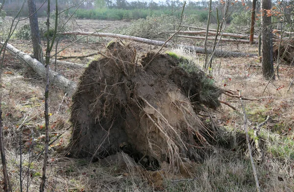 Fallen Trees Big Storm Strong Wind — Stock Photo, Image