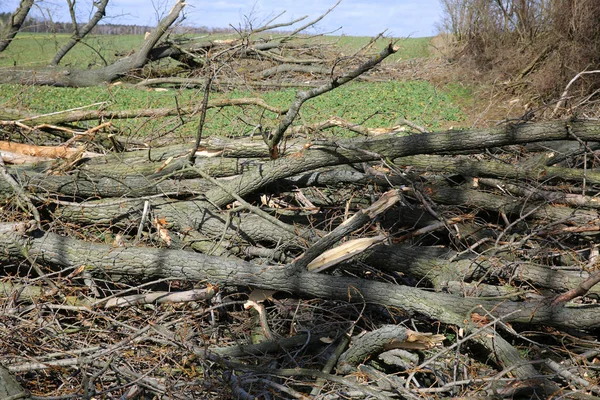 Fallen trees after a big storm and strong wind.