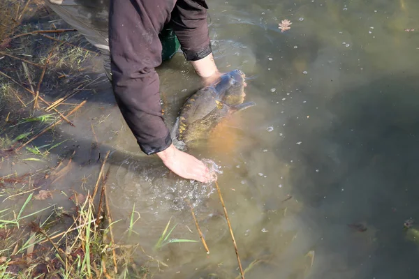 Very Large Carp Caught Carp Competitions — Stock Photo, Image